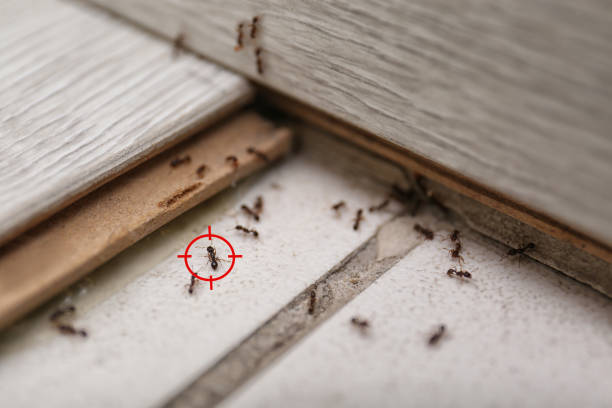Best Pest Inspection Near Me  in Noble, OK