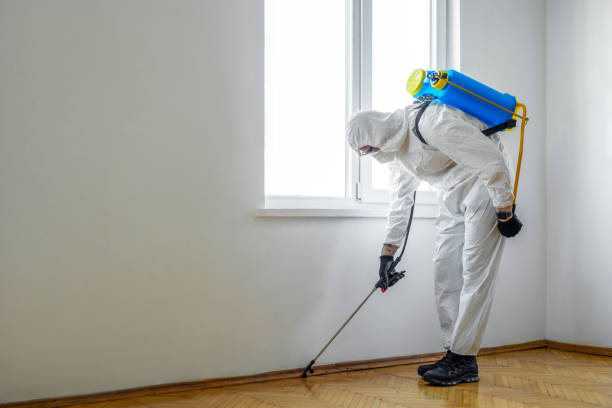 Wasp Removal Services in Noble, OK